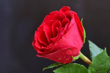 Güzel kırmızı gül siyah arkaplanda, yakın plan 