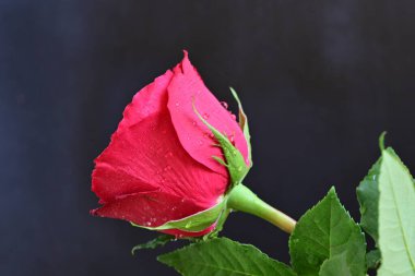 Güzel kırmızı gül siyah arkaplanda, yakın plan 