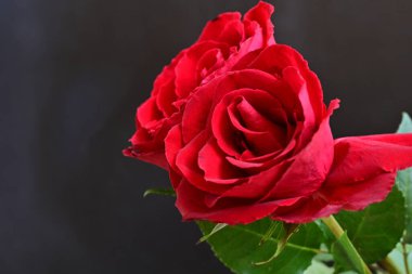 Siyah arka planda iki güzel kırmızı gül, yakın plan. 