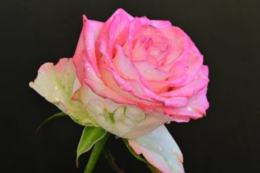 Siyah arka planda güzel pembe bir gül, yakın plan 