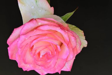 Siyah arka planda güzel pembe bir gül, yakın plan 