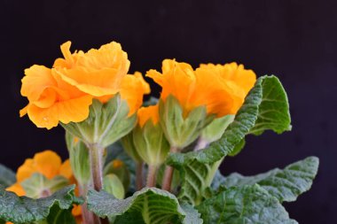 Renkli bahar çiçekleri. çok renkli çuha çiçeği.