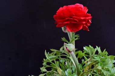 Siyah arka planda güzel kırmızı düğün çiçeği, yakın plan. 