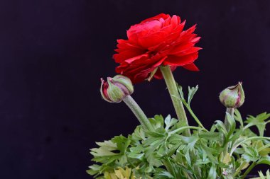 Siyah arka planda güzel kırmızı düğün çiçeği, yakın plan. 