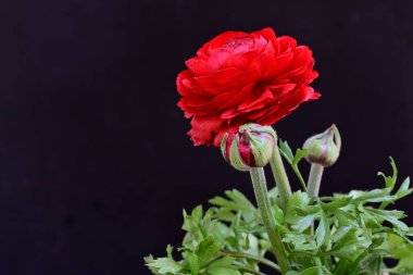 Siyah arka planda güzel kırmızı düğün çiçeği, yakın plan. 