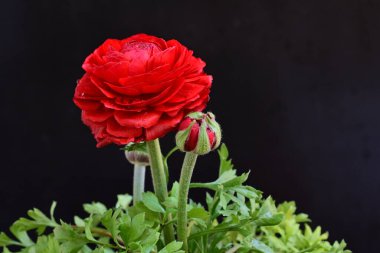 Siyah arka planda güzel kırmızı düğün çiçeği, yakın plan. 