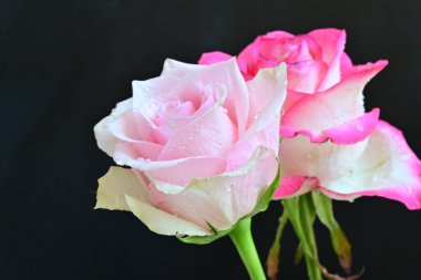 Siyah arka planda iki güzel pembe gül, yakın plan. 