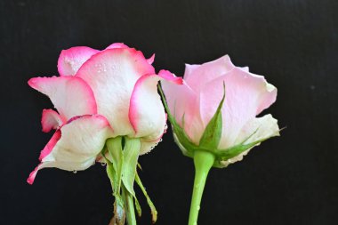 Siyah arka planda iki güzel pembe gül, yakın plan. 