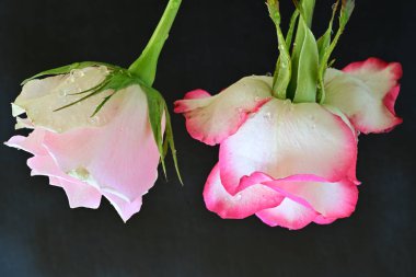 Siyah arka planda iki güzel pembe gül, yakın plan. 