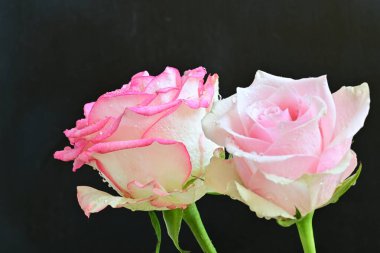 Siyah arka planda iki güzel pembe gül, yakın plan. 