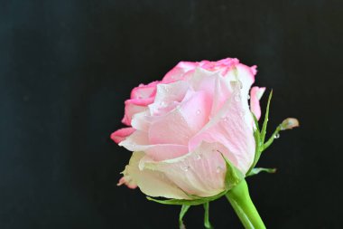 Siyah arka planda güzel pembe bir gül, yakın plan 