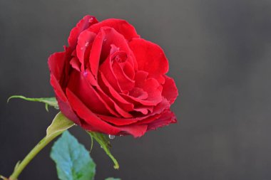 Güzel kırmızı gül siyah arkaplanda, yakın plan 
