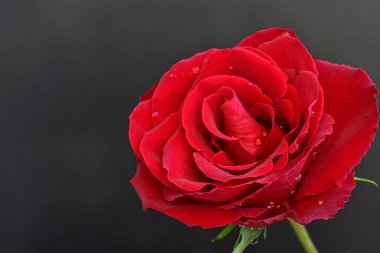 Güzel kırmızı gül siyah arkaplanda, yakın plan 
