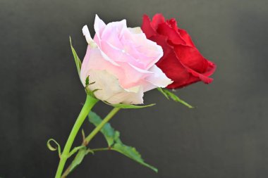 Siyah arka planda iki güzel kırmızı ve pembe gül. 