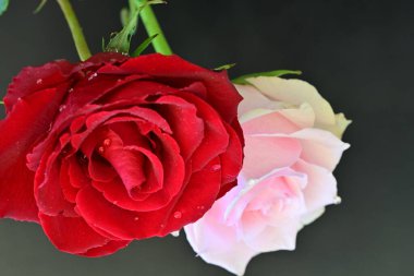 Siyah arka planda iki güzel kırmızı ve pembe gül. 