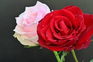 Siyah arka planda iki güzel kırmızı ve pembe gül. 