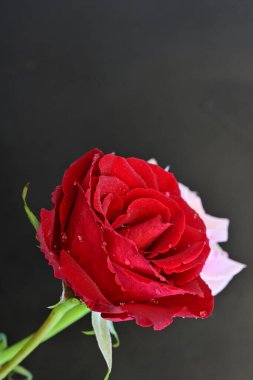 Siyah arka planda iki güzel kırmızı ve pembe gül. 