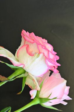 Siyah arka planda iki güzel pembe gül, yakın plan. 