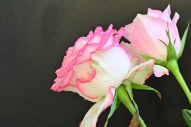 Siyah arka planda iki güzel pembe gül, yakın plan. 