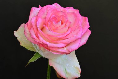 Siyah arka planda güzel pembe bir gül, yakın plan 