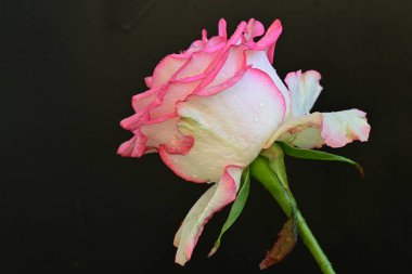 Siyah arka planda güzel pembe bir gül, yakın plan 