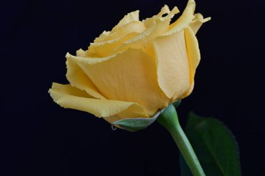 Siyah arkaplanda güzel sarı bir gül. Yaklaş. 