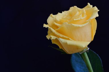 Siyah arkaplanda güzel sarı bir gül. Yaklaş. 