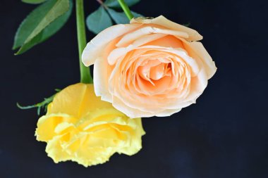 Siyah arka planda iki güzel gülü kapat 