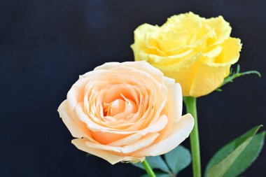 Siyah arka planda iki güzel gülü kapat 