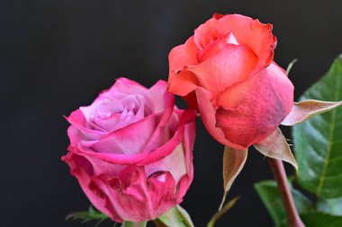 Siyah arka planda iki güzel gülü kapat 