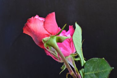 Siyah arka planda iki güzel gülü kapat 