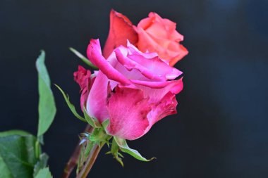 Siyah arka planda iki güzel gülü kapat 