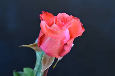 Koyu arkaplanda güzel bir gül, kapat. 