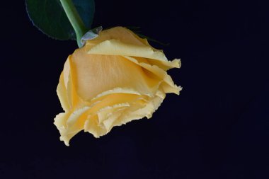 Koyu arkaplanda güzel bir gül, kapat. 