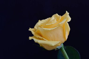 Koyu arkaplanda güzel bir gül, kapat. 