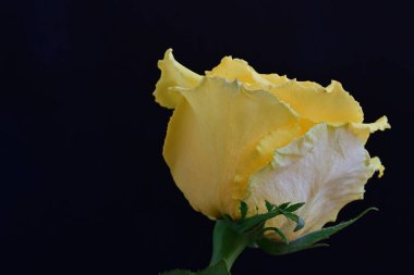 Koyu arkaplanda güzel bir gül, kapat. 