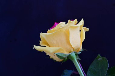 Siyah arka planda iki güzel gülü kapat 