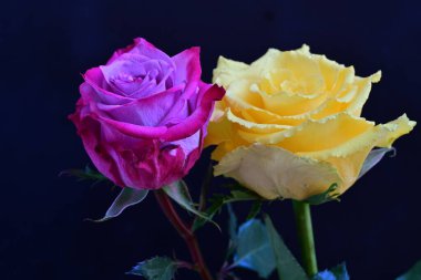 Siyah arka planda iki güzel gülü kapat 