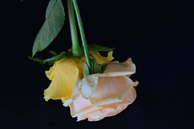 Siyah arka planda iki güzel gülü kapat 