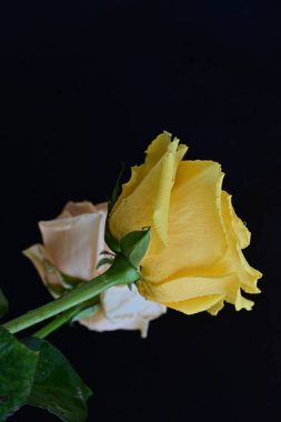 Siyah arka planda iki güzel gülü kapat 