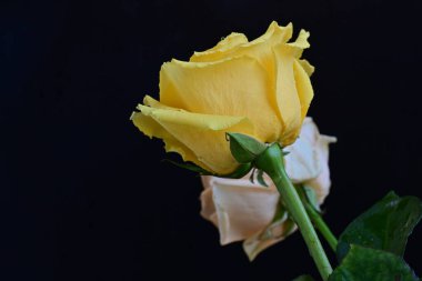 Siyah arka planda iki güzel gülü kapat 