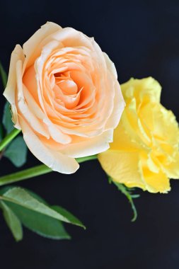 Siyah arka planda iki güzel gülü kapat 