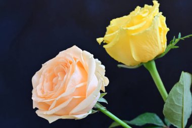 Siyah arka planda iki güzel gülü kapat 