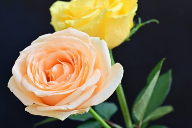 Siyah arka planda iki güzel gülü kapat 