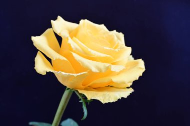 Koyu arkaplanda harika bir gül çiçeği var.