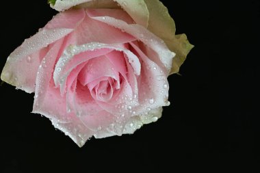 Koyu arkaplanda harika bir gül çiçeği var.