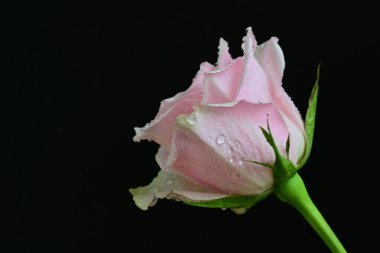 Koyu arkaplanda harika bir gül çiçeği var.