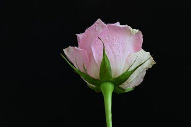 Koyu arkaplanda harika bir gül çiçeği var.