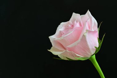 Koyu arkaplanda harika bir gül çiçeği var.