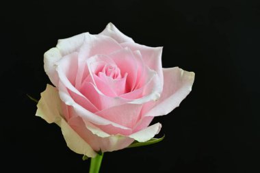 Koyu arkaplanda harika bir gül çiçeği var.